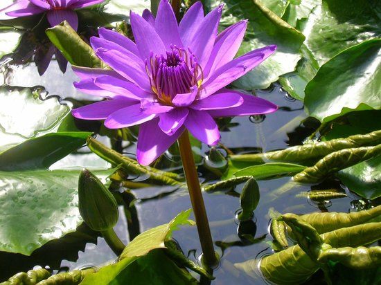 Alter Botanischer Garten Göttingen